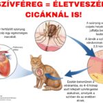 Tudtad, hogy a szívférgesség a macskákra is halálos lehet?