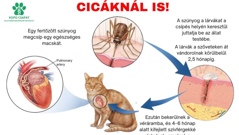 Tudtad, hogy a szívférgesség a macskákra is halálos lehet?