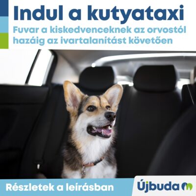 Új szolgáltatás az ivartalanítási programban: ingyenes ebszállítás a Walti Taxival