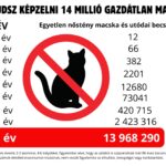 Miért fontos az ivartalanítás? – Felelős gazdiként a jövőért