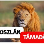 Oroszlántámadás Queenslandben: egy nő elvesztette a karját a Darling Downs állatkertben