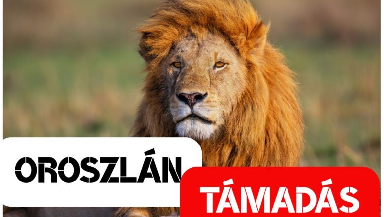 Oroszlántámadás Queenslandben: egy nő elvesztette a karját a Darling Downs állatkertben