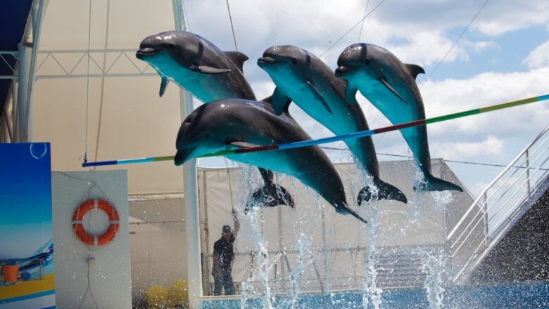 Történelmi döntés Mexikóban: betiltják a delfin- és tengeri emlősbemutatókat