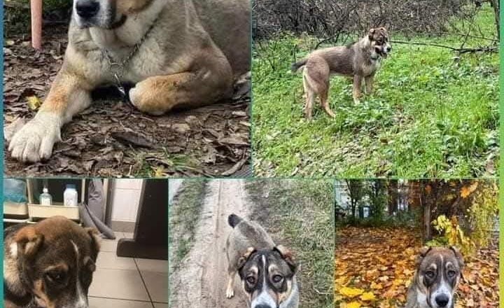 2 ÉVE MÁR, HOGY ELTŰNT FEGYA – SEGÍTS VISSZAHOZNI ŐT