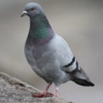 Városi galambetetés: jó szándék, komoly következmények