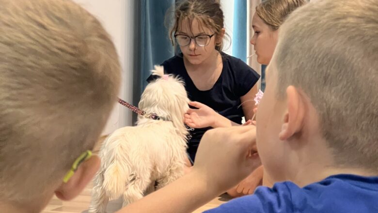 KÖSZI táborban jártunk Törpivel