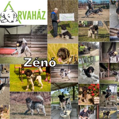 Zénó – A játékos testőr, aki hűséges társra vár