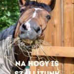 A ló nem „rakomány” – élőlény, amely különös figyelmet igényel