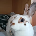 Cukorfalat, a kedves klein rex nyuszilány álomgazdiját keresi!